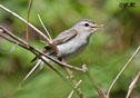 Vireo gilvus